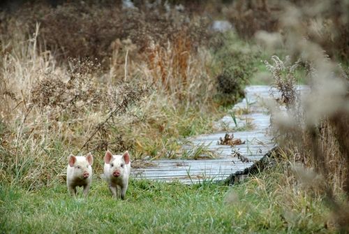 我們的環(huán)境會好嗎？——“數(shù)說”大氣、水、土壤污染防治三大戰(zhàn)役